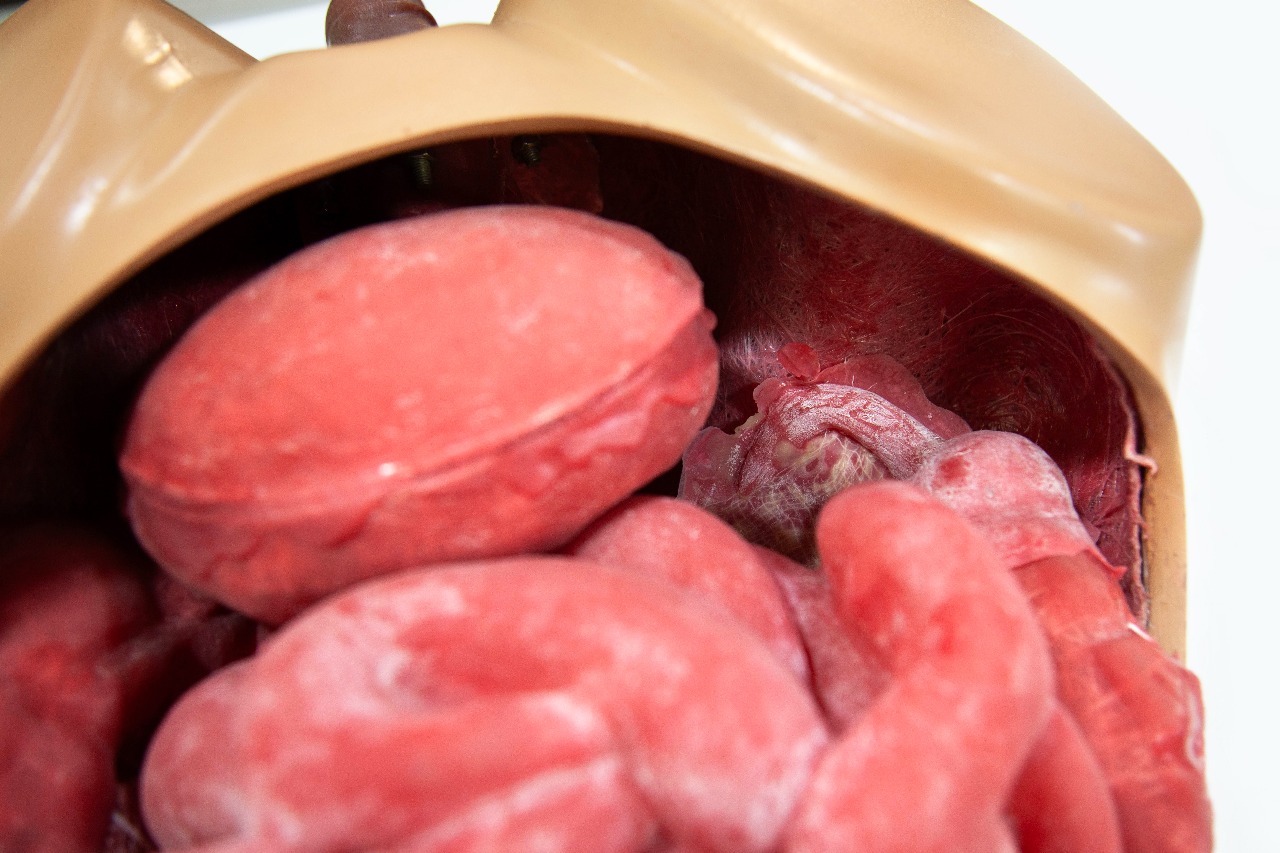 Close view of simulation organs