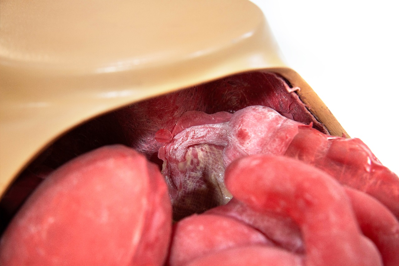 Detailed view inside a laparoscopic simulation model