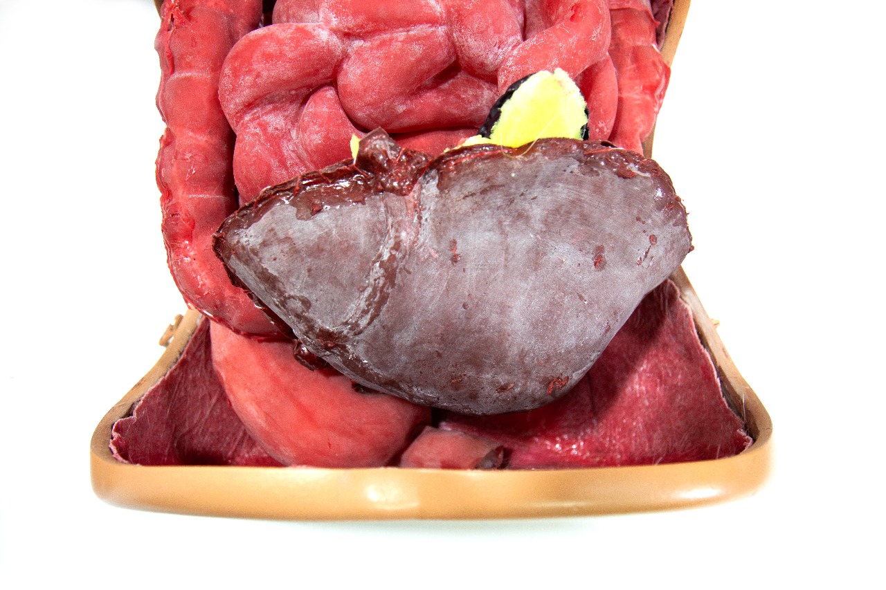 Detailed simulation anatomy